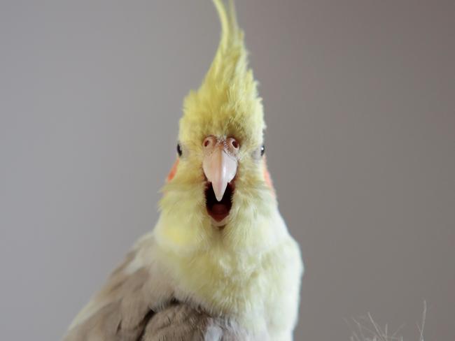 A cockatiel — ready and waiting for CPR.