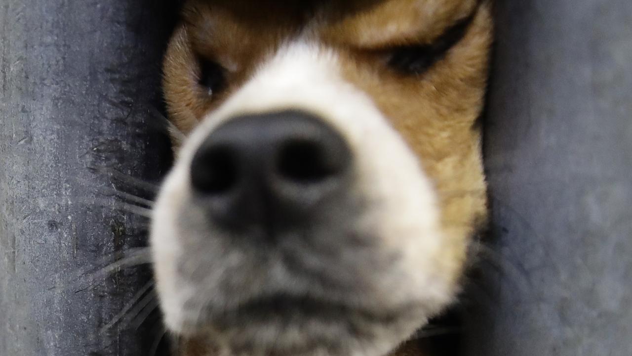 71 beagles rescued from US home where woman died | news.com.au ...