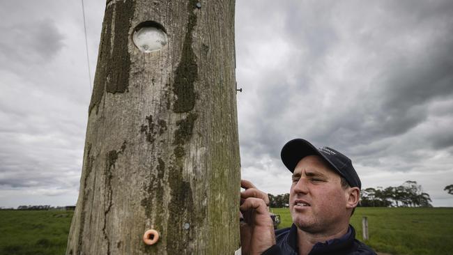 Hammering this 1968 messmate power pole shows it has developed a dangerous cavity, says Ecklin South dairy farmer Simon Craven. Picture: Nicole Cleary