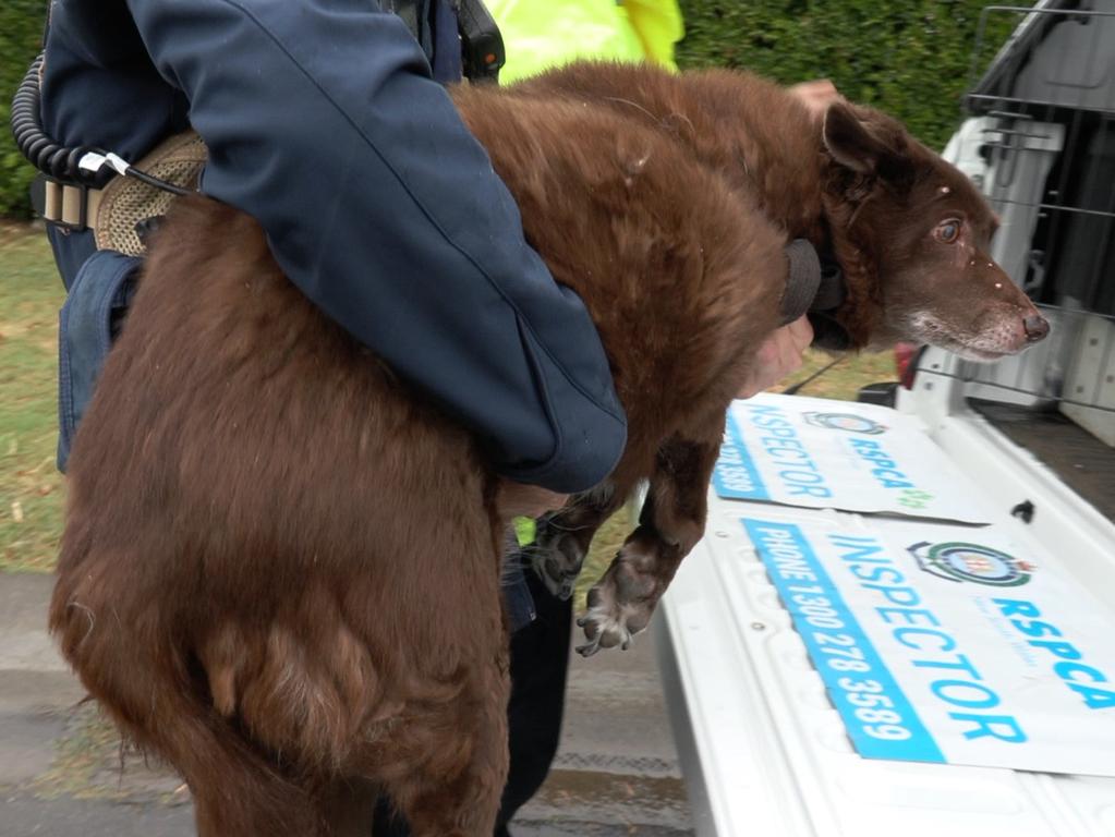 Two dogs were seized from the property. Picture: NSW Police