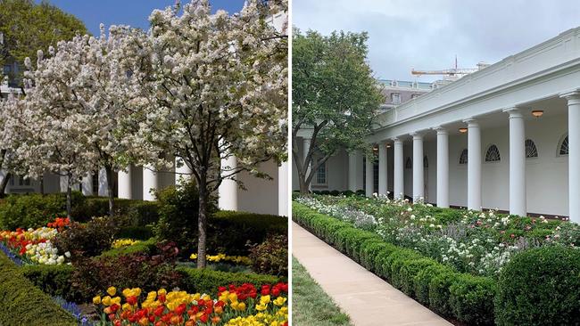 The White House rose garden before and after the redesign. Picture: Getty Images/Mary Jordan