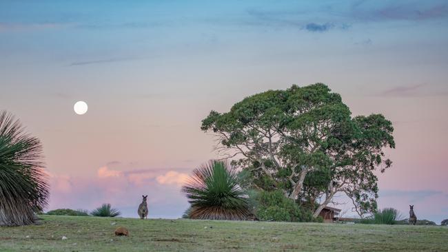 Ecopia Retreat on Kangaroo Island is getting plenty of visitors. Picture: Stirling West