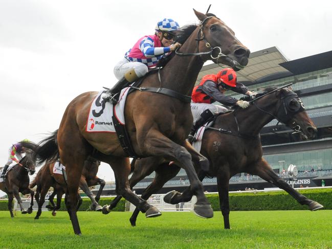 Man Of Peace was found covered in bite marks after sharing a paddock with the other horses during the bushfire crisis.