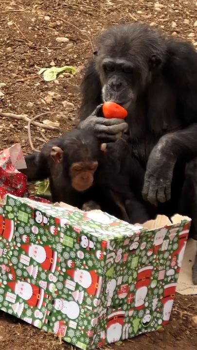 Aussie zoo holds annual Chimp-mas celebrations