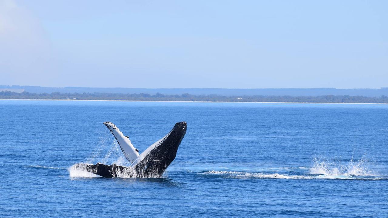 A humpback whale breaches in Geographe Bay off the coast of Busselton in Western Australia. Picture: Supplied