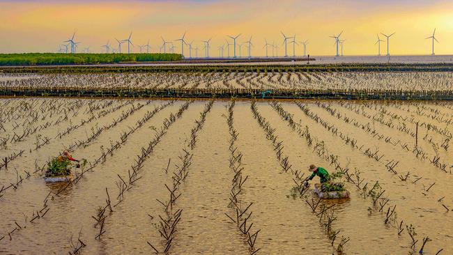 Mangrove planting takes place in a forest in Vietnam. Picture: Kim Cuong Nguyen Trang