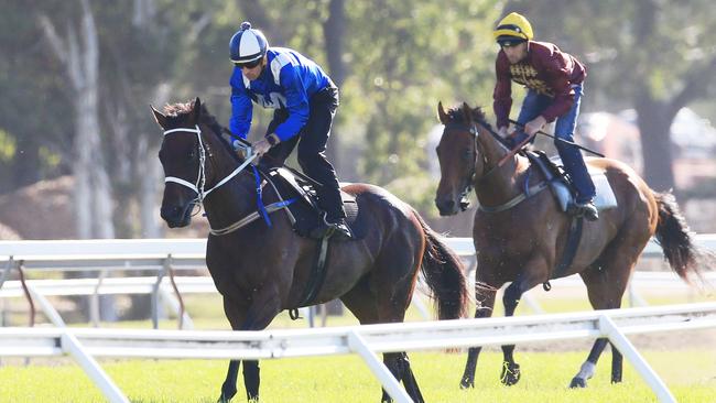 Winx, ridden by Hugh Bowman, returns with a barrier trial at Rosehill racecourse. Picture: Mark Evans