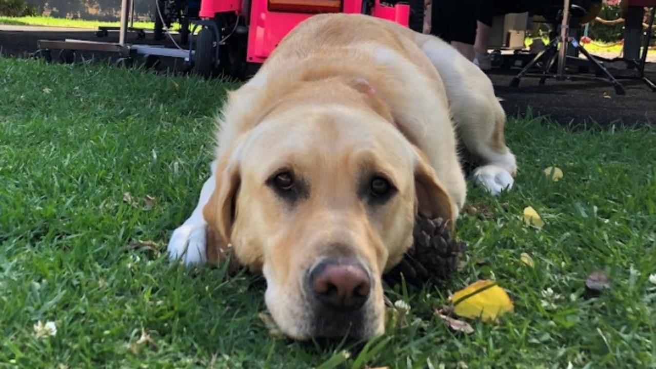 Jaffa is one of the therapy dogs that will be taking part in a two-year partnership between The Petspiration Foundation and Very Special Kids in Victoria. Picture: Supplied