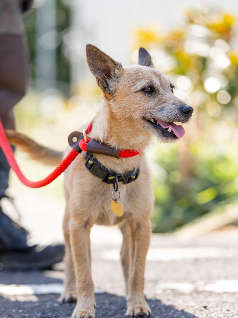 The feisty Jack Russell Terrier is a Northern Territory favourite. Its energy, toughness, and adaptability make it perfect for active, outdoor lifestyle of those in the Northern Territory. Picture: Jason Edwards