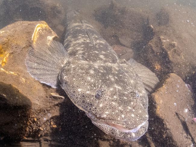 This big flattie loved the warmth of breakwall rocks warmed by the sun. Picture: Al McGlashan