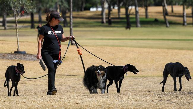 The council is cracking down on people who let their dogs off-leash in Elsternwick Park North. Picture: Penny Stephens.