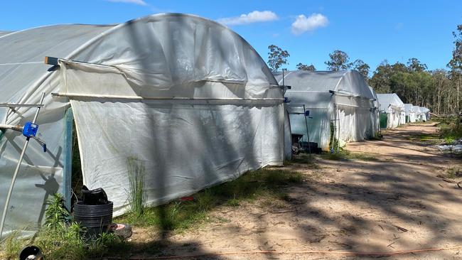 The greenhouses containing cannabis on the site. Picture: NSW Police