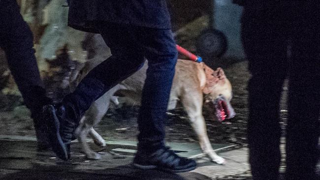 The dog being removed from the home. Picture: Jake Nowakowski