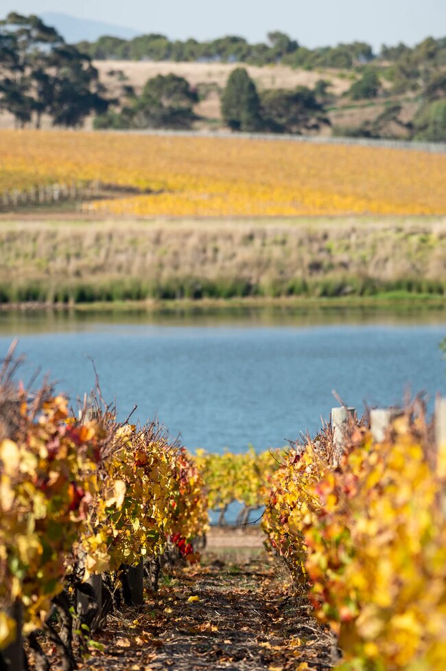 Bannockburn Vineyards, Geelong. Picture: Bannockburn Vineyards