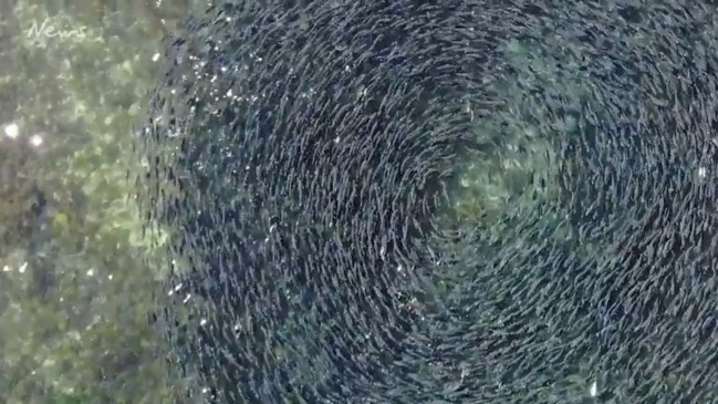 School of salmon at Port Noarlunga