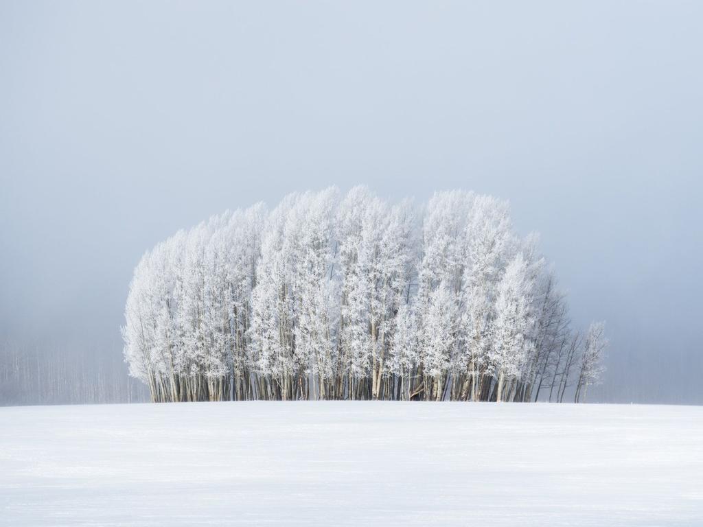 Trees blanketed with snow in the Medicine Bow-Routt National Forest, not too far from Steamboat Springs, Colorado. Picture: Preston Stoll/Royal Meteorological Society/Media Drum/Australscope