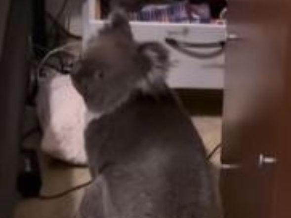 Koala in a bedroom in Adelaide