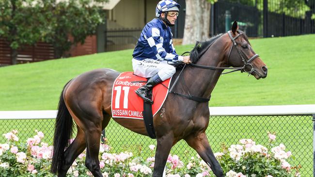 Russian Camelot heads to the barriers for the Cox Plate. Picture: Getty Images