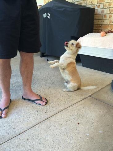 Raby dog Toby waits impatiently for his breakfast. #SnapSydney2016 #SnapSydney #SnapMacarthur