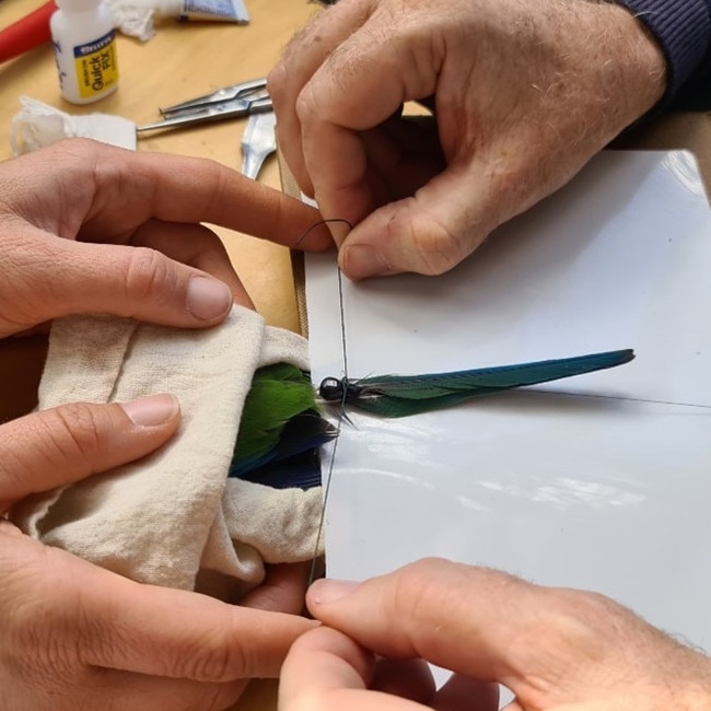 Orange-bellied parrots released into the wild ahead of expected largest-ever winter migration. A transmitter is attached to the bird. Picture: NRE Tasmania.