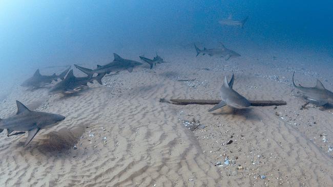 Diving is popular on the Gold Coast and at the Seaway. Bull Sharks captured swimming near the Gold Coast Seaway. Photo: Ian Banks