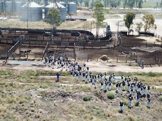 100 Animal Liberationists walked into a Millmerran feedlot. Picture: animalliberationphotography