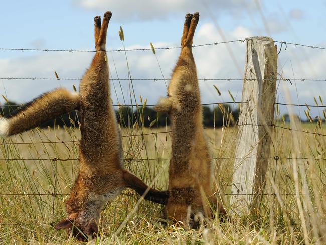 Fox shooter Steve Pearson from Burrumbeet with a string of foxes on a fence at Burrumbeet. After the announcement of a re-introduction of a fox bounty someone docked the tails on some of the fox carcases.