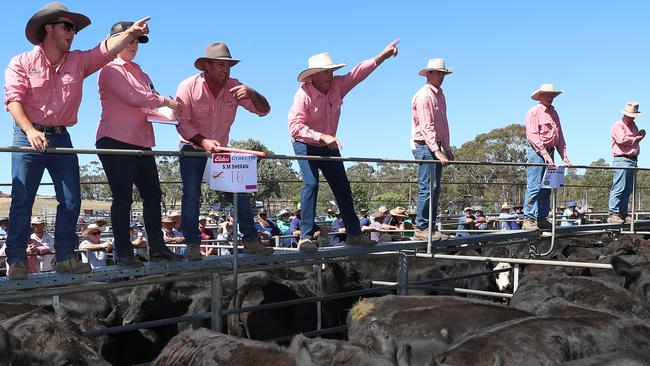 Omeo angus calf sale. Picture: Yuri Kouzmin