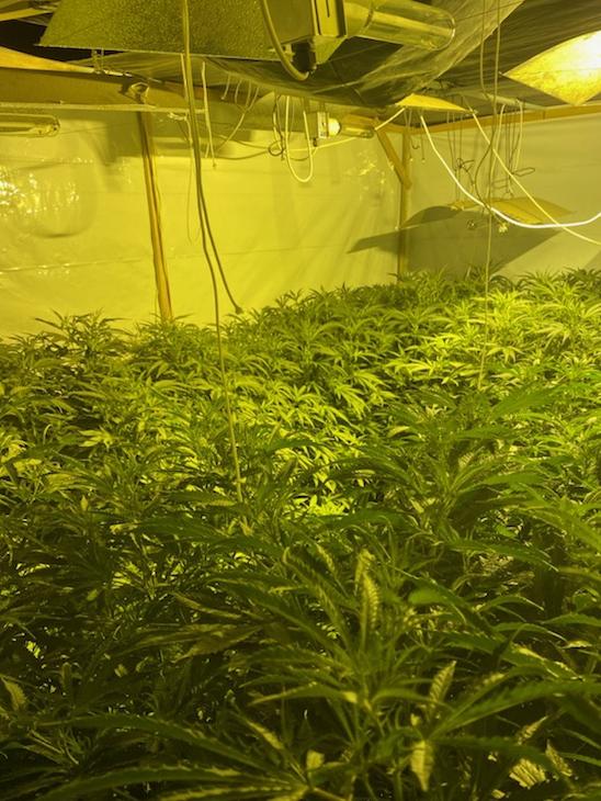 The cannabis set-up at the Scone, Barton St residence. Picture: NSW Police