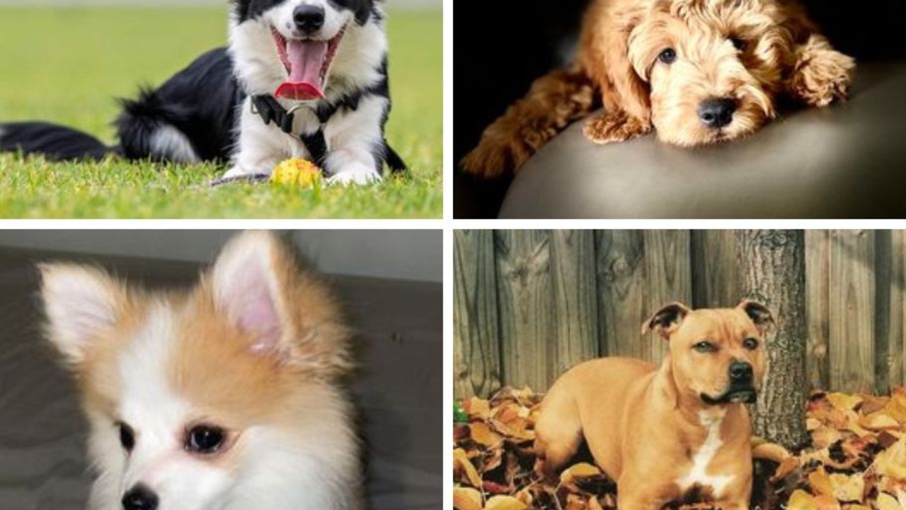 Votings open: Penrith’s cutest dogs competition 2024 | Daily Telegraph