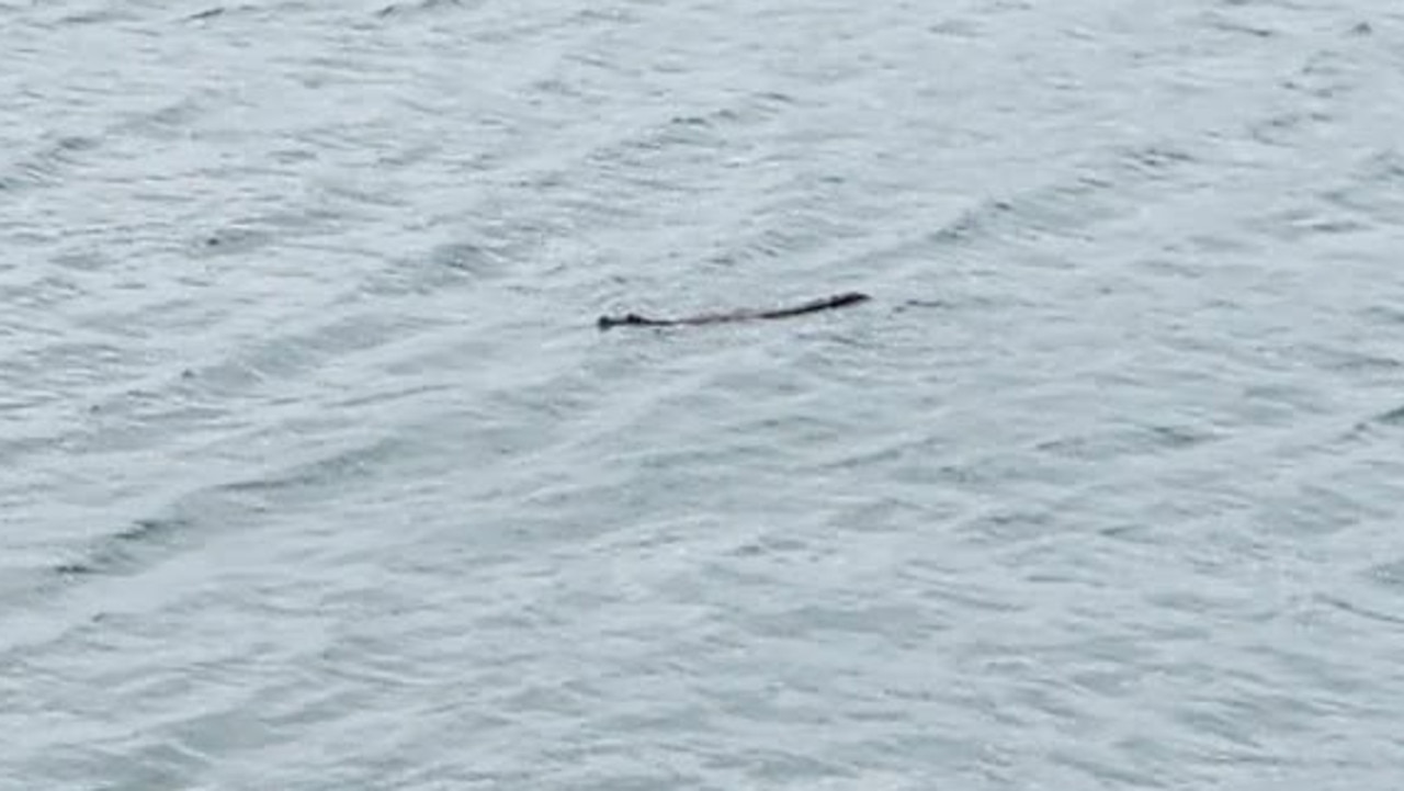 2.3m croc spotted swimming near popular fishing spot