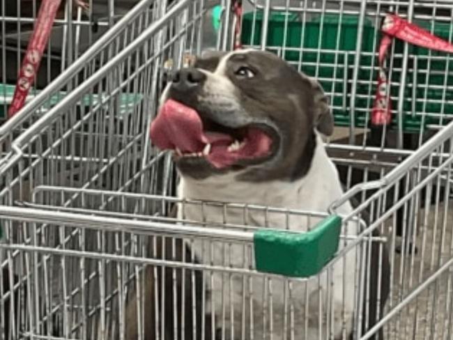 People called image of two dogs in trolleys "disgusting". Picture: Facebook/Todd Magnay