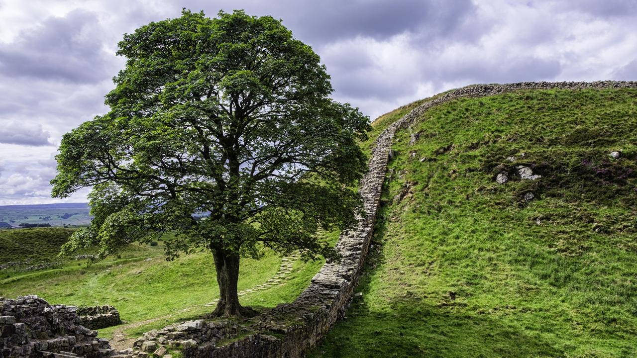 The famous tree was seen in the classic Kevin Costner movie Robin Hood, Prince Of Thieves. Picture: iStock