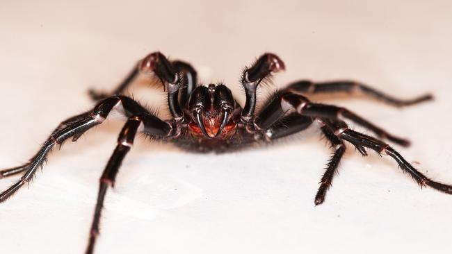 Funnel-web spider numbers are on the rise in Sydney after a rainy and hot summer. Pictured is "Big Boy" the largest ever male funnel-web to be handed in to the Australian Reptile Park for venom milking. The Australia Reptile Park is asking the public to capture and donate male funnel-webs this February and March.