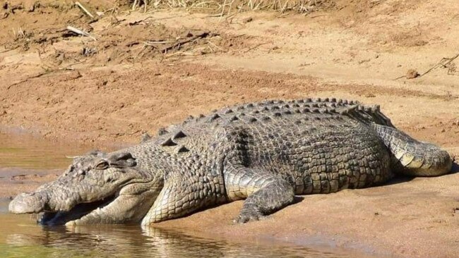 The toothless crocodile of Babinda in healthier days. PHOTO: Facebook.