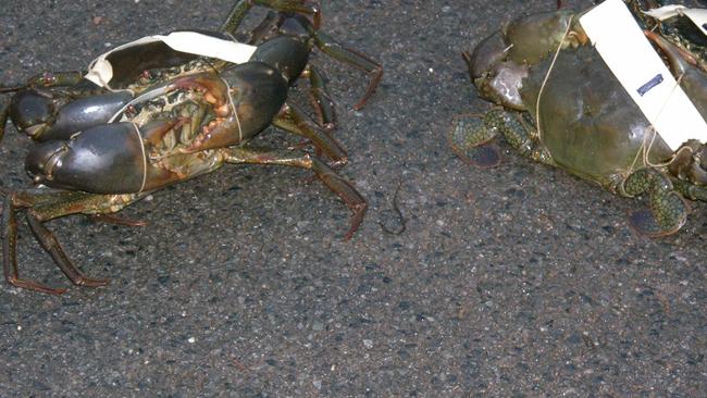 Mud crab races are an Aussie Day favourite.