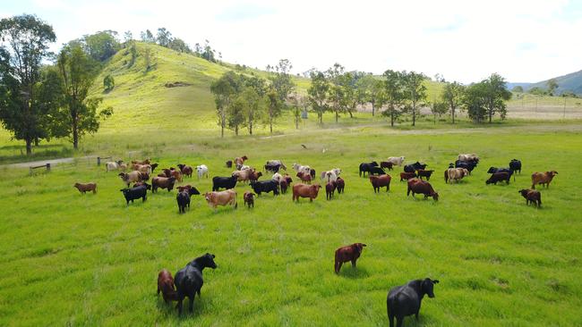 Greenmountain managing director David Scarrabelotti has built up an impressive farming portfolio near Kyogle, NSW.