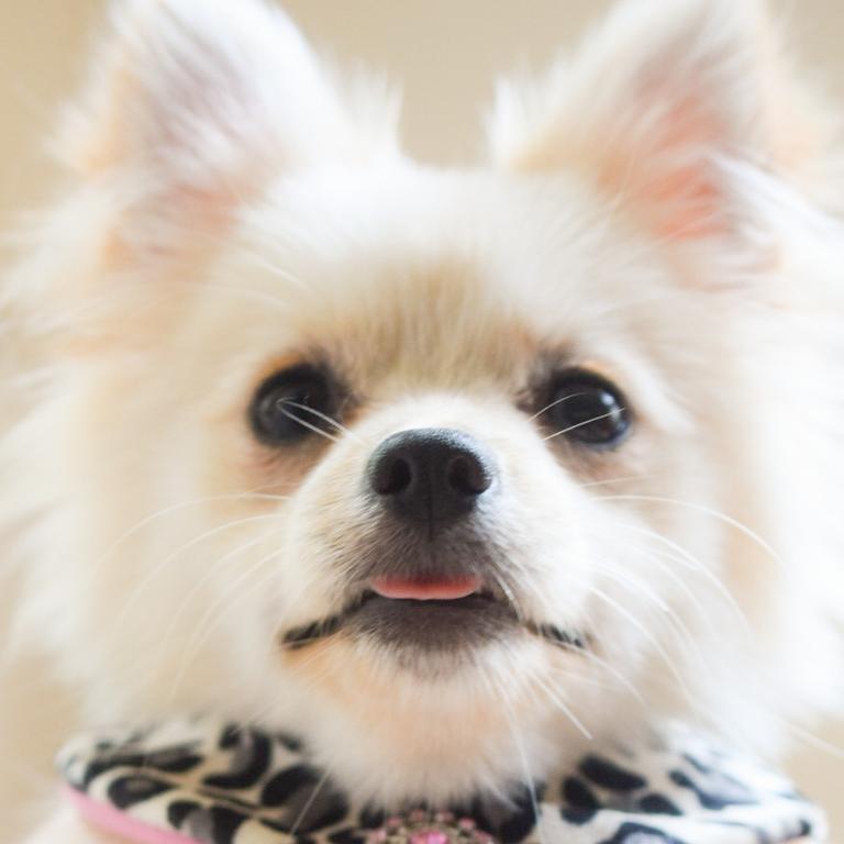 Hollywood The Pomeranian showing off her pretty leopard collar Picture: Libby