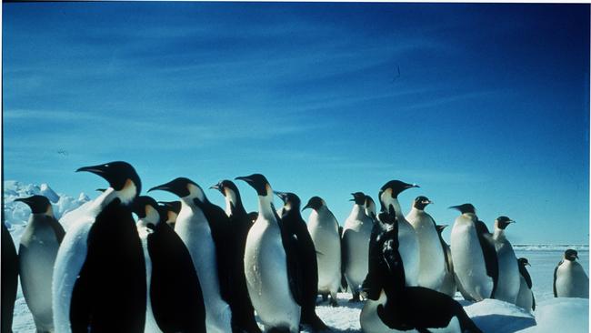 Scene from the Australian made Imax film Antarctica.