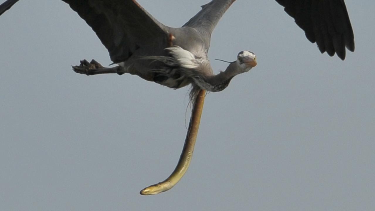 Insane moment snake eel escapes from inside heron's stomach | Photo |  news.com.au — Australia's leading news site