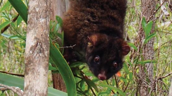 Western Ringtail Possum. Picture: Wikipedia