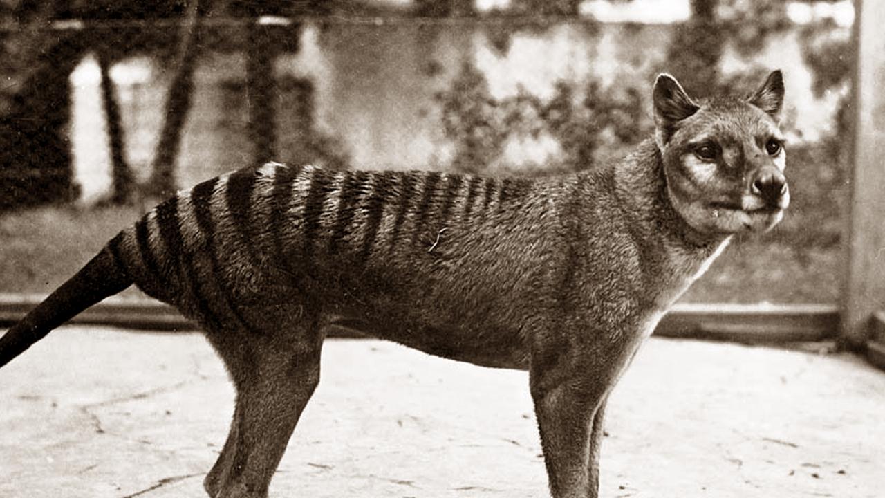 Tasmanian tiger or thylacine, long thought extinct, may still be alive  according to University of Tasmania reseachers