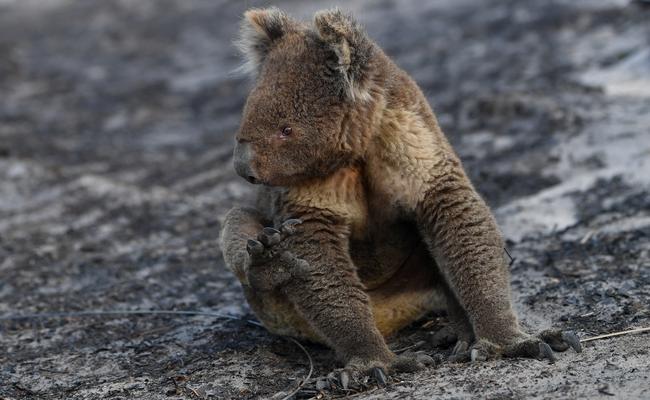 An injured Koala in a forest on Kangaroo Island, off the coast of South Australia. Picture: AAP