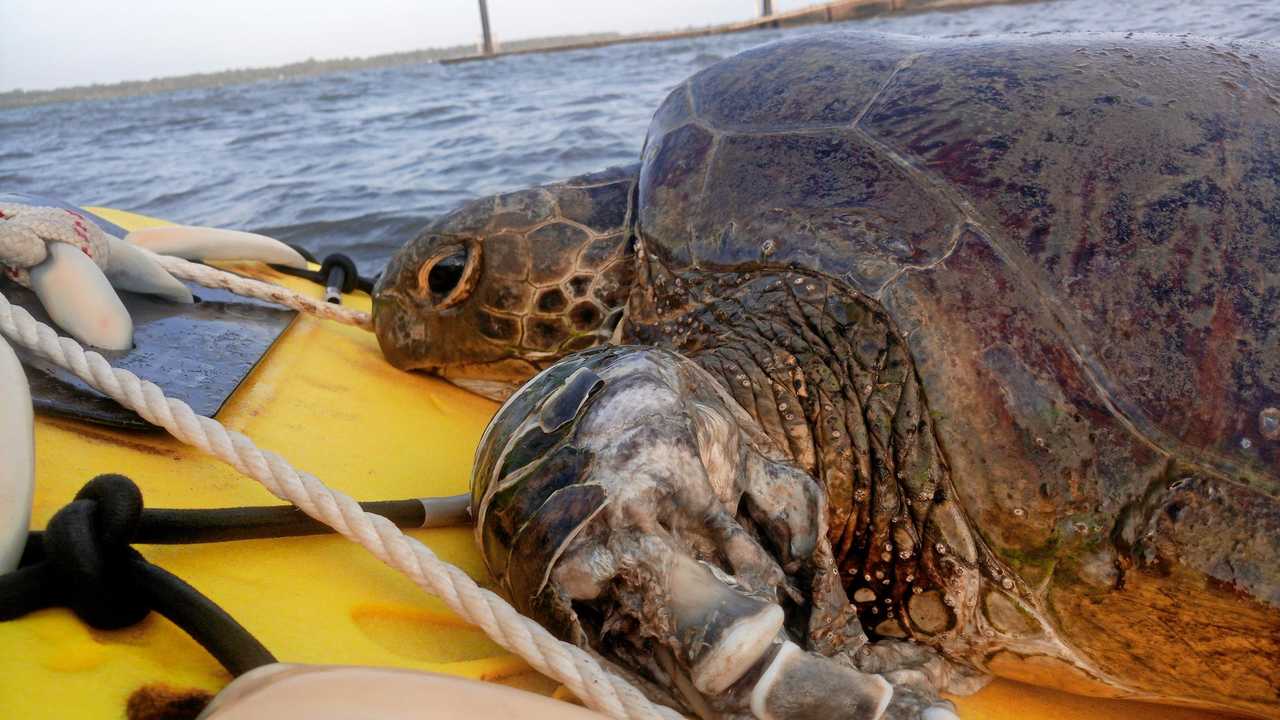 Turtle rots alive after being caught in crab pot | The Courier Mail