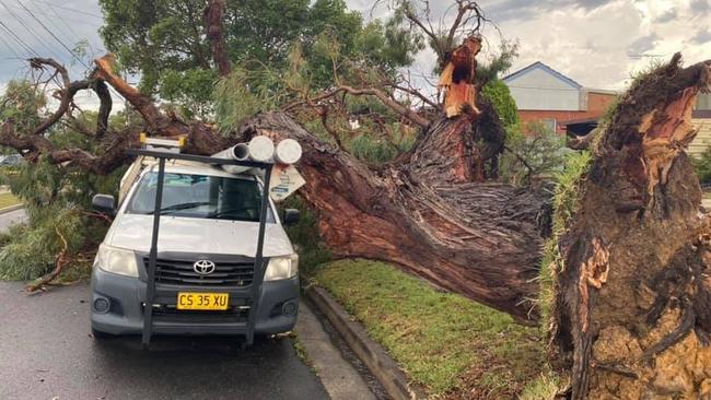 A tree has collapsed on cars in Caringbah. Picture: Supplied