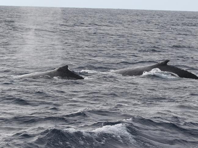 The first whales of the season have been spotted off the Gold Coast as the first tours head out on the water. Picture: Supplied/Anthony Coles