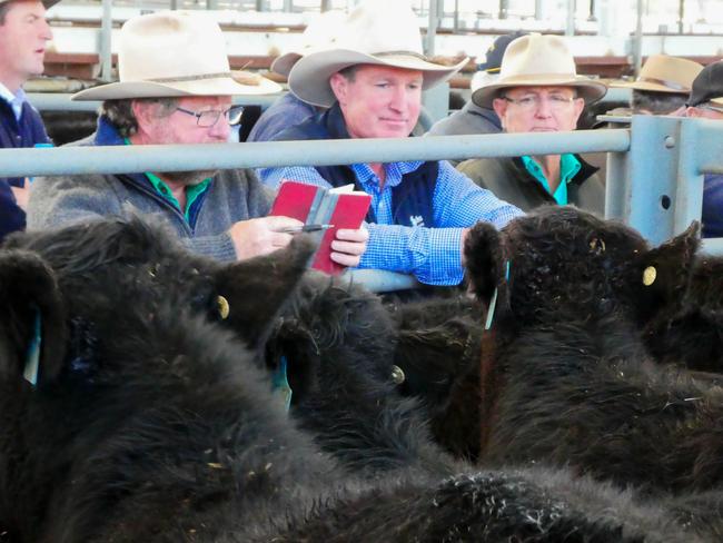 Euroa store cattle sale: Best weaner prices