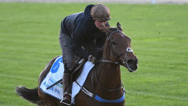 Absurde has been well backed to win the Melbourne Cup. Picture: Vince Caligiuri/Getty Images