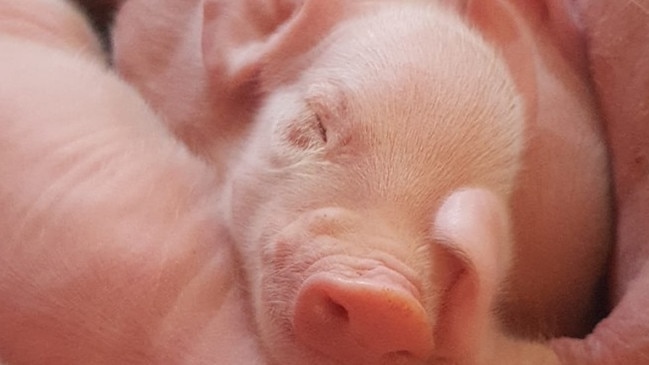 The pigs were stolen from a piggery near Toowoomba earlier in the month.