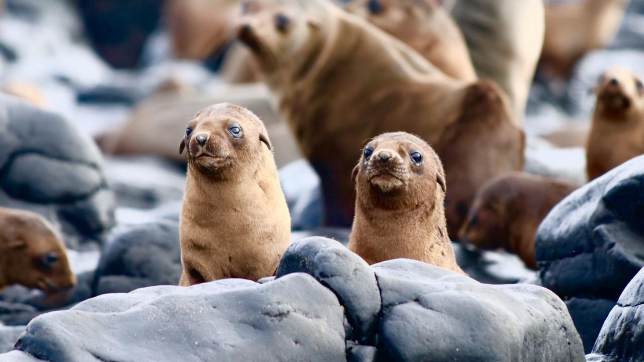 Australian fur seals. Photo: Phillip Island Nature Parks.